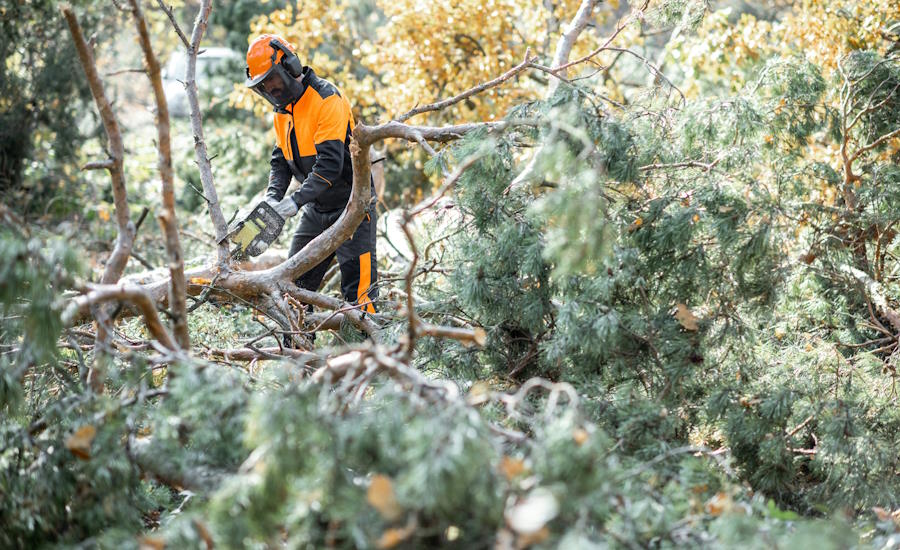 om man inte gallrar så kommer skogen att växa igen med konsekvenser som mindre solljus och näring då detta inte räcker till alla träden resultatet blir bland annat mindre virkesproduktion