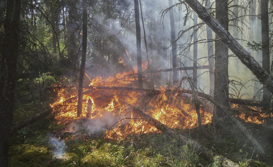 kontrollerade skogsbränder kan faktiskt vara en fördel ibland då detta i korthet ger nytt liv åt skogen ifråga